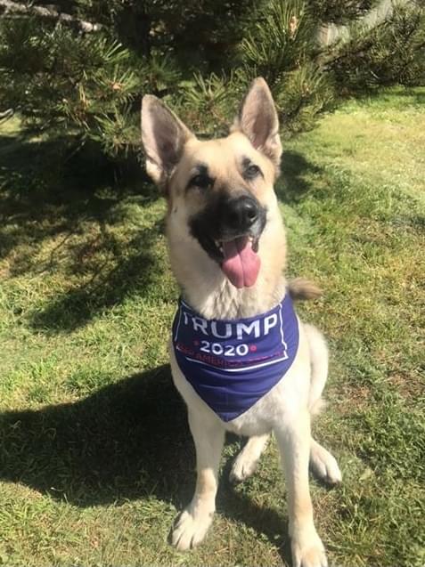 republican dog bandana